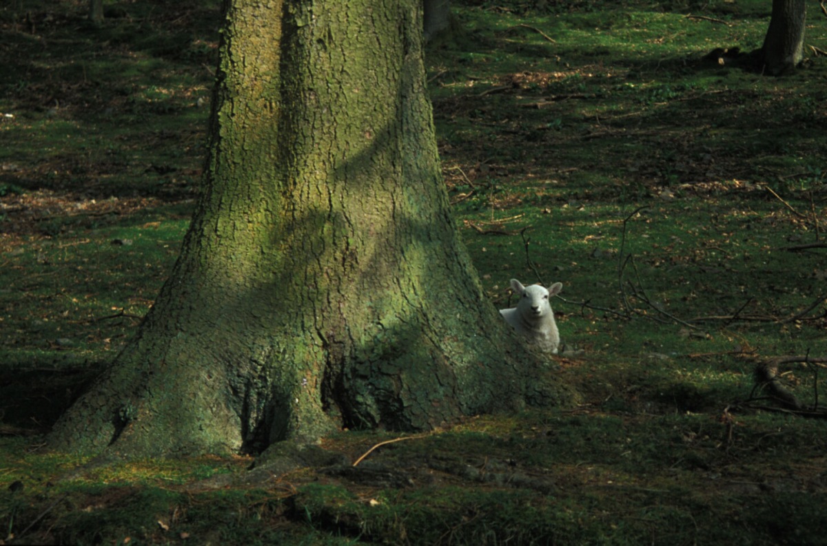 Sheepish, near Shrewsbury, Shropshire, England