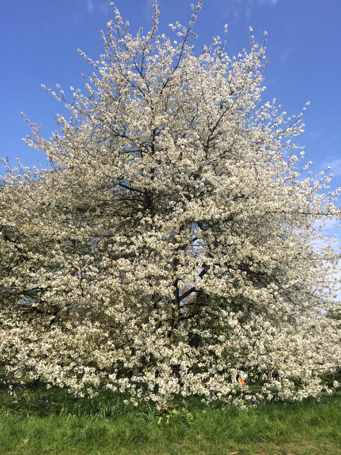Spring time and the need for trees