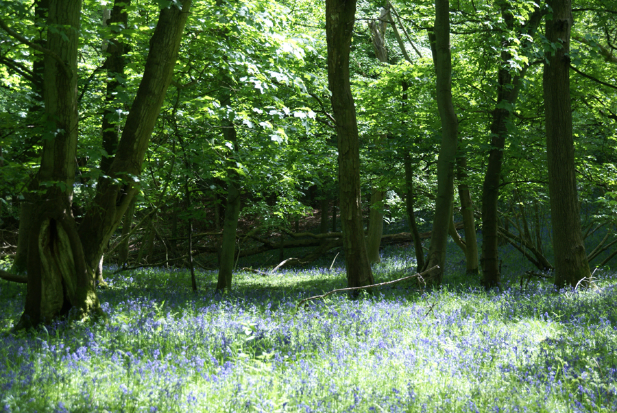 Bluebell woodland, around Ivinghoe Beacon 15, Buckinghamshire