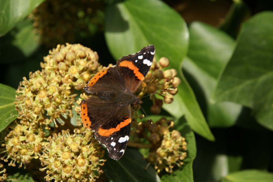 Another single Red Admiral, Lausanne, Switzerland