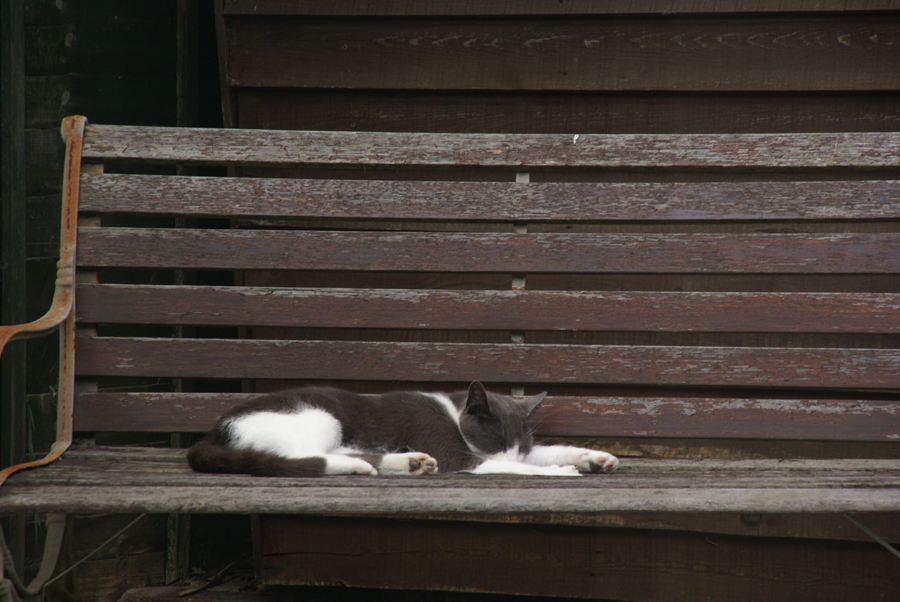 Cat resting, garden bench, Milton Keynes, Buckinghamshire