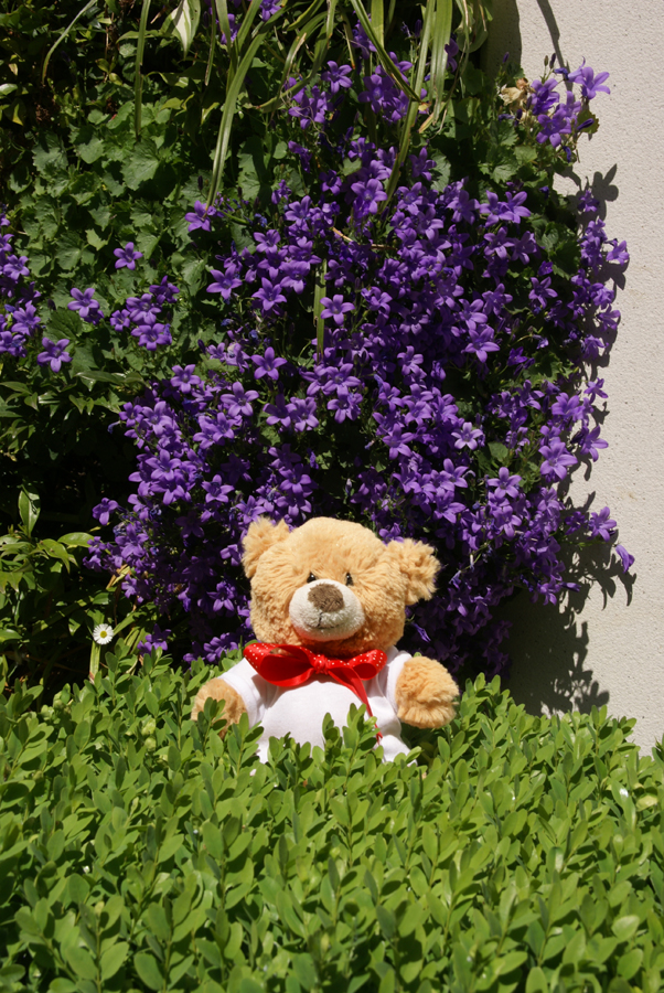 Where’s Basil? – In some vegetation – Brown Bear’s Big Day Out