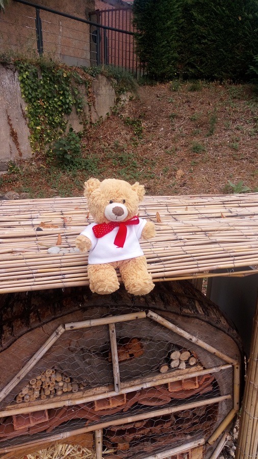 Where’s Basil? – Visiting an insect hotel in Lyon, France – Brown Bear’s Big Day Out